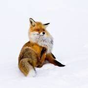 Winterfox (Pia Lindstrom) - Muzeo.com