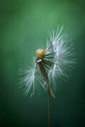 Wish I Can Fly (Arief Putranto) - Muzeo.com