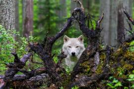 Wolf (Mike Centioli ) - Muzeo.com