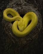 Yellow (Tantoyensen) - Muzeo.com