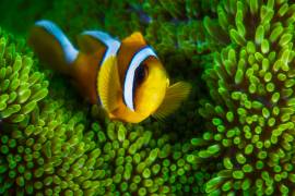 Yellow clownfish on green anemon (Gabriel Barathieu) - Muzeo.com