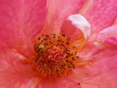 Yellow ladybug (Snezana Petrovic) - Muzeo.com