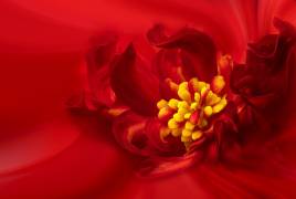 Yellow Stamen (Lydia Jacobs) - Muzeo.com