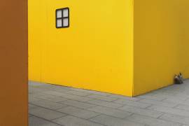 Yellow street dog (Carlo Tonti) - Muzeo.com