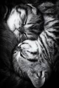 Yin and Yang (Andrea Jancova) - Muzeo.com