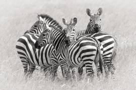 Zebras (Kirill Trubitsyn) - Muzeo.com
