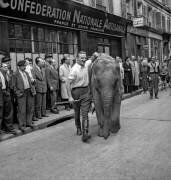 Le dompteur autrichien Steinman (Rue des Archives) - Muzeo.com