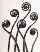 Adiantum Pedatum (Karl Blossfeldt) - Muzeo.com
