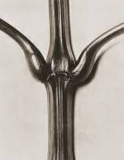 Balsamine de l'Himalaya (Karl Blossfeldt) - Muzeo.com