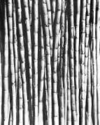 Cannes à sucre, Mexique (Tina Modotti) - Muzeo.com
