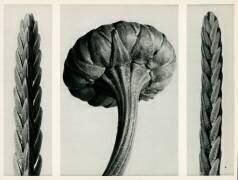 Cassiope Tetragona (Karl Blossfeldt) - Muzeo.com
