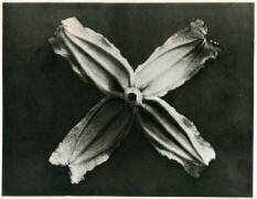 Clématite à feuilles entières (Karl Blossfeldt) - Muzeo.com