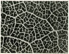 Columbia Blatt (Karl Blossfeldt) - Muzeo.com