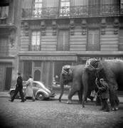 Éléphants venant d'un cirque parisien traversant Paris pour rejoindre le Bois de Boulogne, 15 novembre 1949 (Rue des Archives) - Muzeo.com