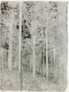 Forêt (anonyme) - Muzeo.com