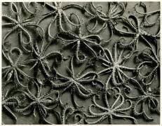 Koelpinia Linearis (Karl Blossfeldt) - Muzeo.com