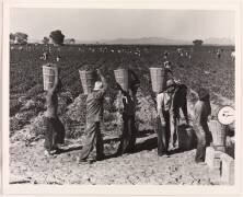 Les cueilleurs de pois s'alignent sur le bord du champ à l'échelle de pesée, près de Calipatria, Imperial Valley, Californie, février (Dorothea Lange) - Muzeo.com