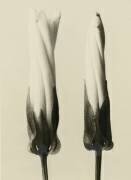 Liseron des Haies (Karl Blossfeldt) - Muzeo.com