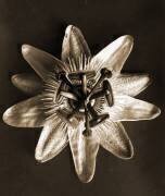 Passiflore (Karl Blossfeldt) - Muzeo.com