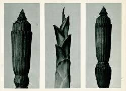 Prêle d'hiver (Karl Blossfeldt) - Muzeo.com