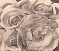 Roses, Mexico (Tina Modotti) - Muzeo.com