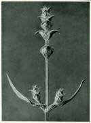 Salvia (Karl Blossfeldt) - Muzeo.com