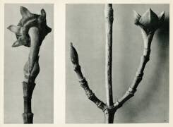 Sans Titre (Karl Blossfeldt) - Muzeo.com