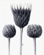 Serratula Nudicaulis (Karl Blossfeldt) - Muzeo.com