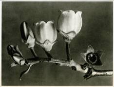 Vaccinium Corymbosum (Karl Blossfeldt) - Muzeo.com