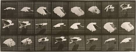 Le Perroquet volant (Eadweard Muybridge) - Muzeo.com