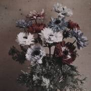 Anemones (Arthur E. Morton) - Muzeo.com