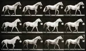 Animal Locomotion : Cheval marchant avec un seau (Eadweard Muybridge) - Muzeo.com