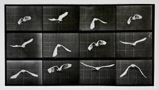 Animal Locomotion : Oiseau en vol (Eadweard Muybridge) - Muzeo.com