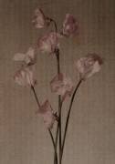 Countess Spencer sweet pea. (H. M. Burton) - Muzeo.com