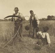 Dans l'affaire Barley-Harvest (Peter Henry Emerson) - Muzeo.com