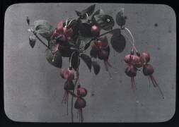 Fucshia (Arthur E. Morton) - Muzeo.com