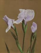 Iris Japonais (Ogawa Kazumasa) - Muzeo.com