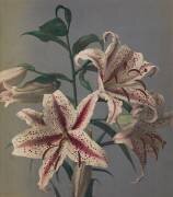 Lys (Ogawa Kazumasa) - Muzeo.com