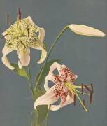 Lys (Ogawa Kazumasa) - Muzeo.com