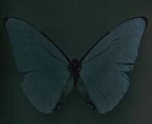 Cyprès Morpho du Brésil (Arthur E. Morton) - Muzeo.com