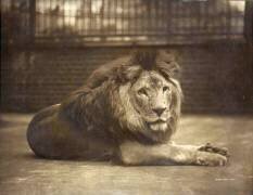 Portrait of Majesty (Gambier Bolton) - Muzeo.com
