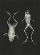 Radiologie diagnostique, les rayons X de deux grenouilles (Josef Maria Eder) - Muzeo.com