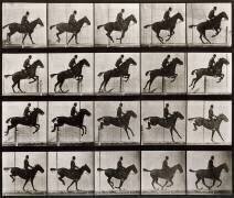 Saut d'obstacle, cheval noir (Eadweard Muybridge) - Muzeo.com