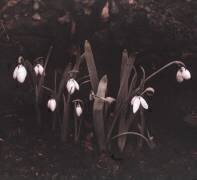 Snowdrops (perce-neige ou perce neige) (anonyme) - Muzeo.com