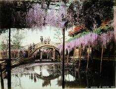 Wisterias en floraison à Kameido, Tokyo (Kusakabe Kimbei) - Muzeo.com
