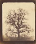 Chêne en hiver (William Henry Fox Talbot) - Muzeo.com