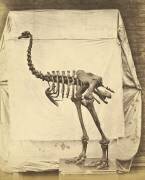 Dinornis Elephantopus Dinosaure (Roger Fenton) - Muzeo.com