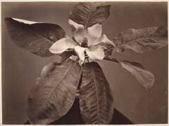 Fleur et feuilles (Charles Aubry) - Muzeo.com