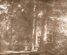 Hêtres de l'abbaye Sainte-Marie de Lacock (William Henry Fox Talbot) - Muzeo.com