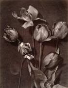 Tulipes (Charles Aubry) - Muzeo.com